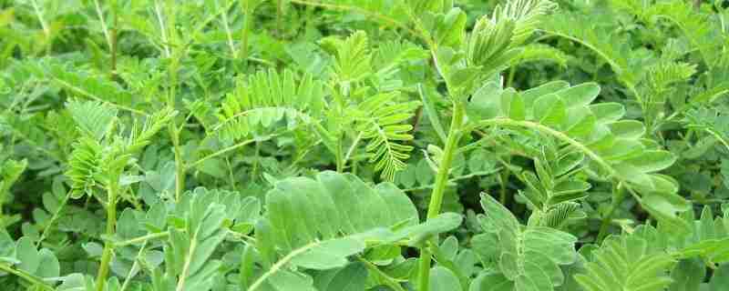 黄芪野生与种植的区别(黄芪野生与种植的区别是什么)